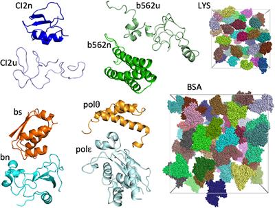 Transfer Free Energies of Test Proteins Into Crowded Protein Solutions Have Simple Dependence on Crowder Concentration